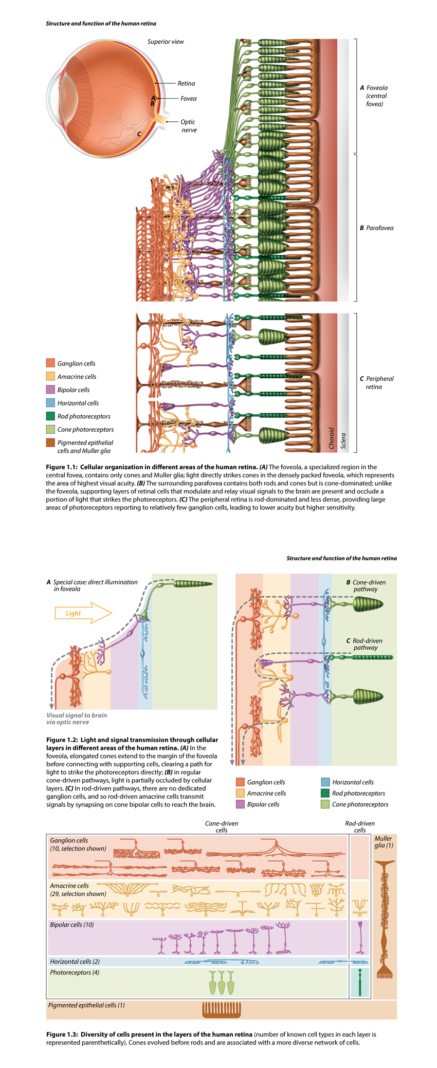 Retinal cell organization